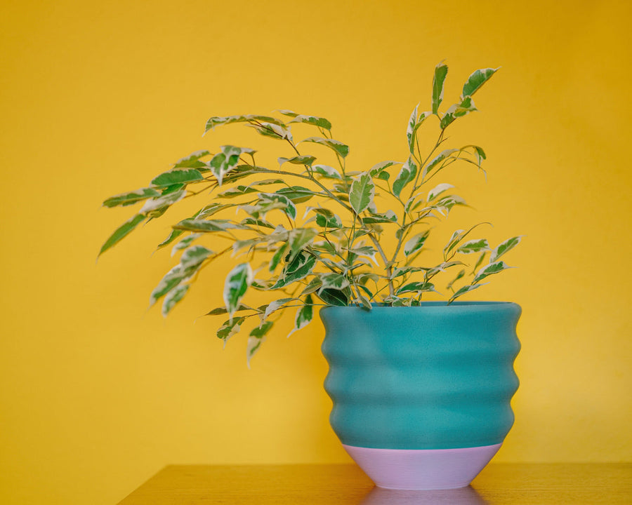 The Biggie Planter for 7