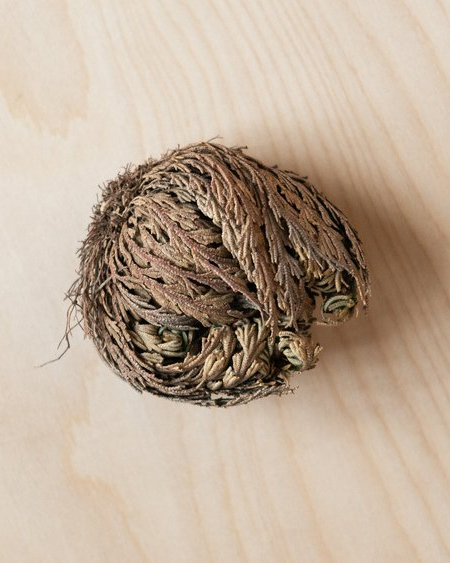 Resurrection Fern