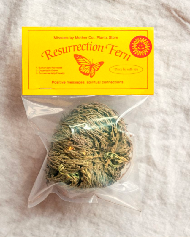 Resurrection Fern